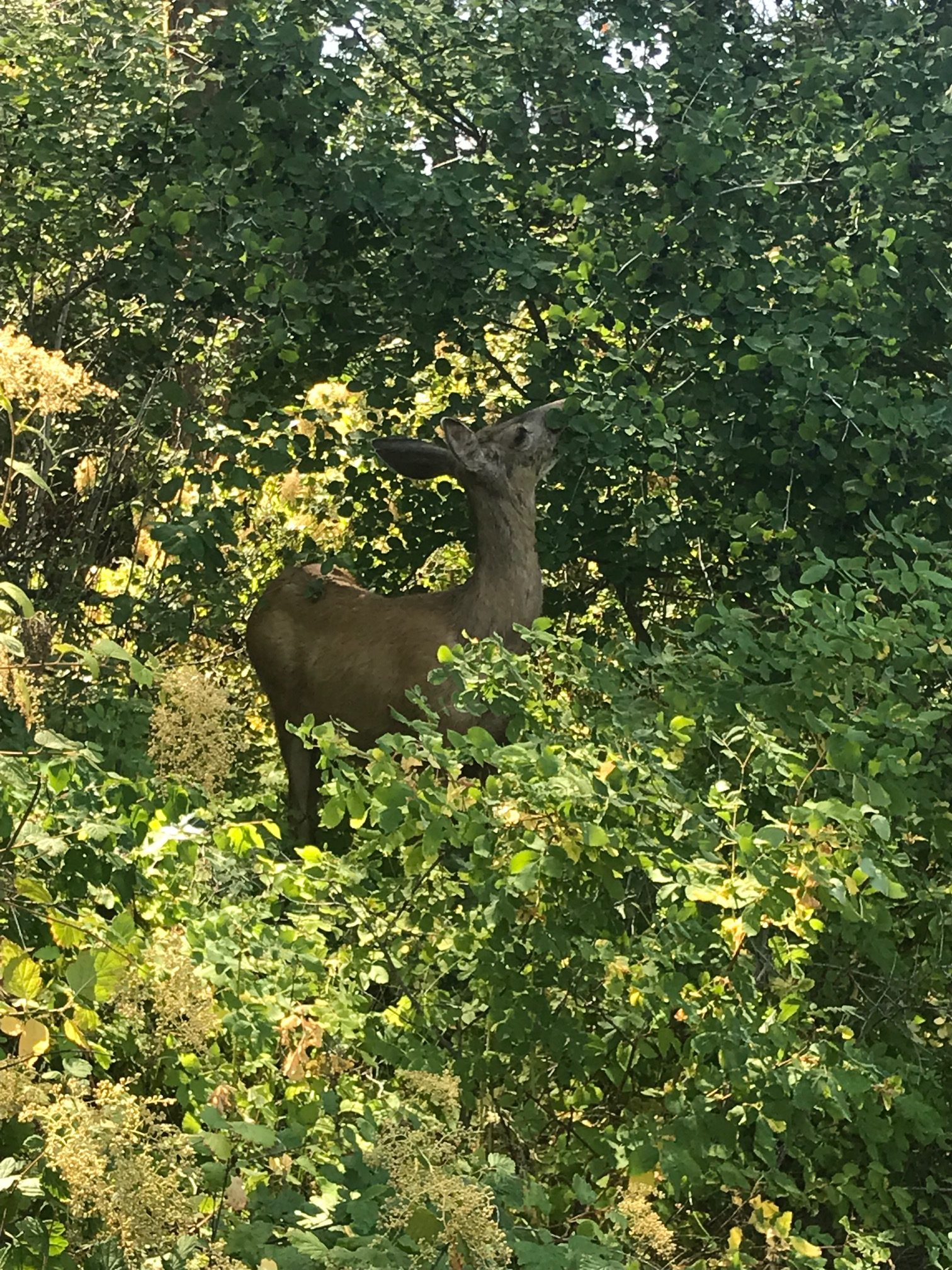 Alberta Deer