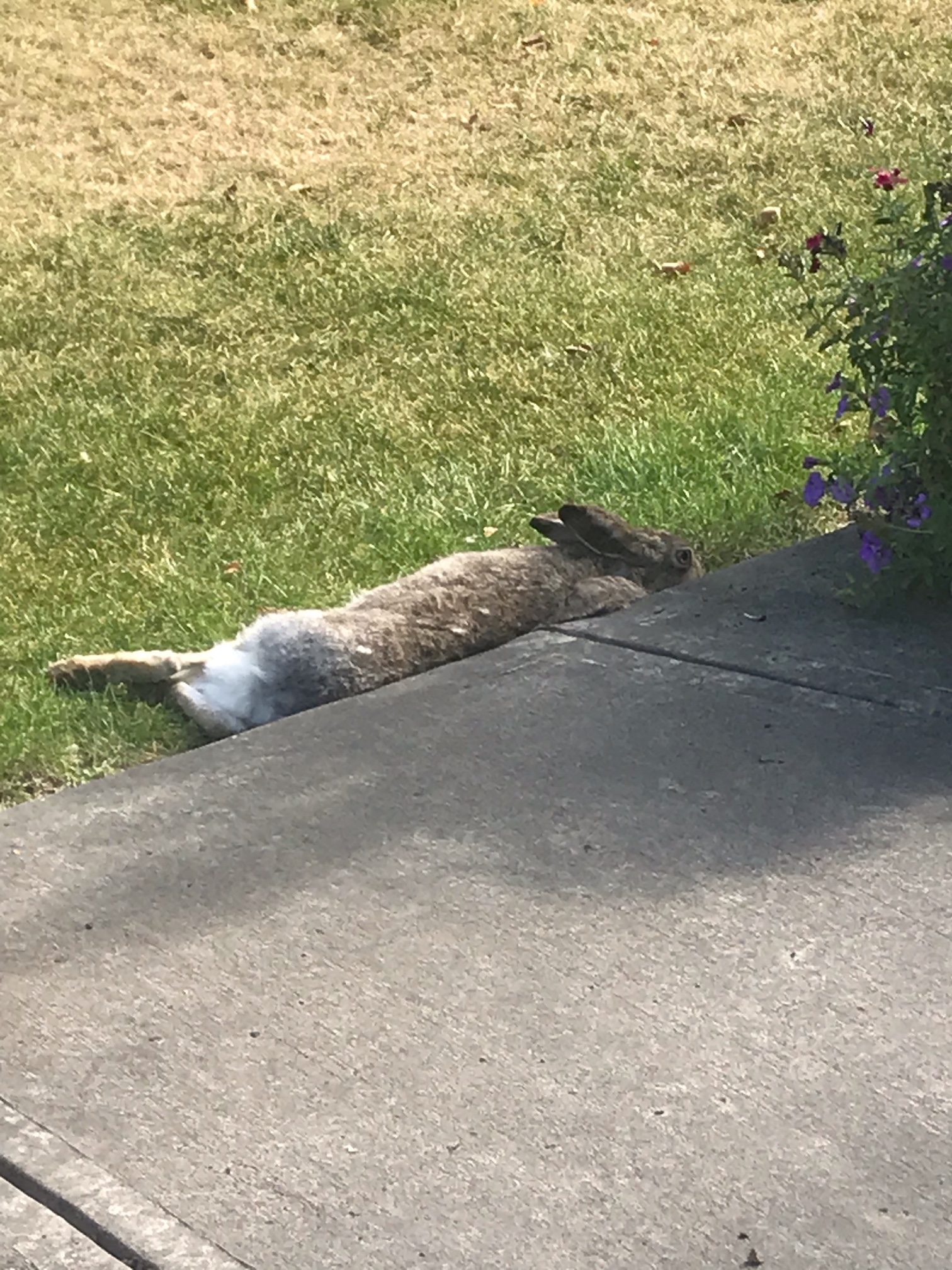 Lazy Rabbit
