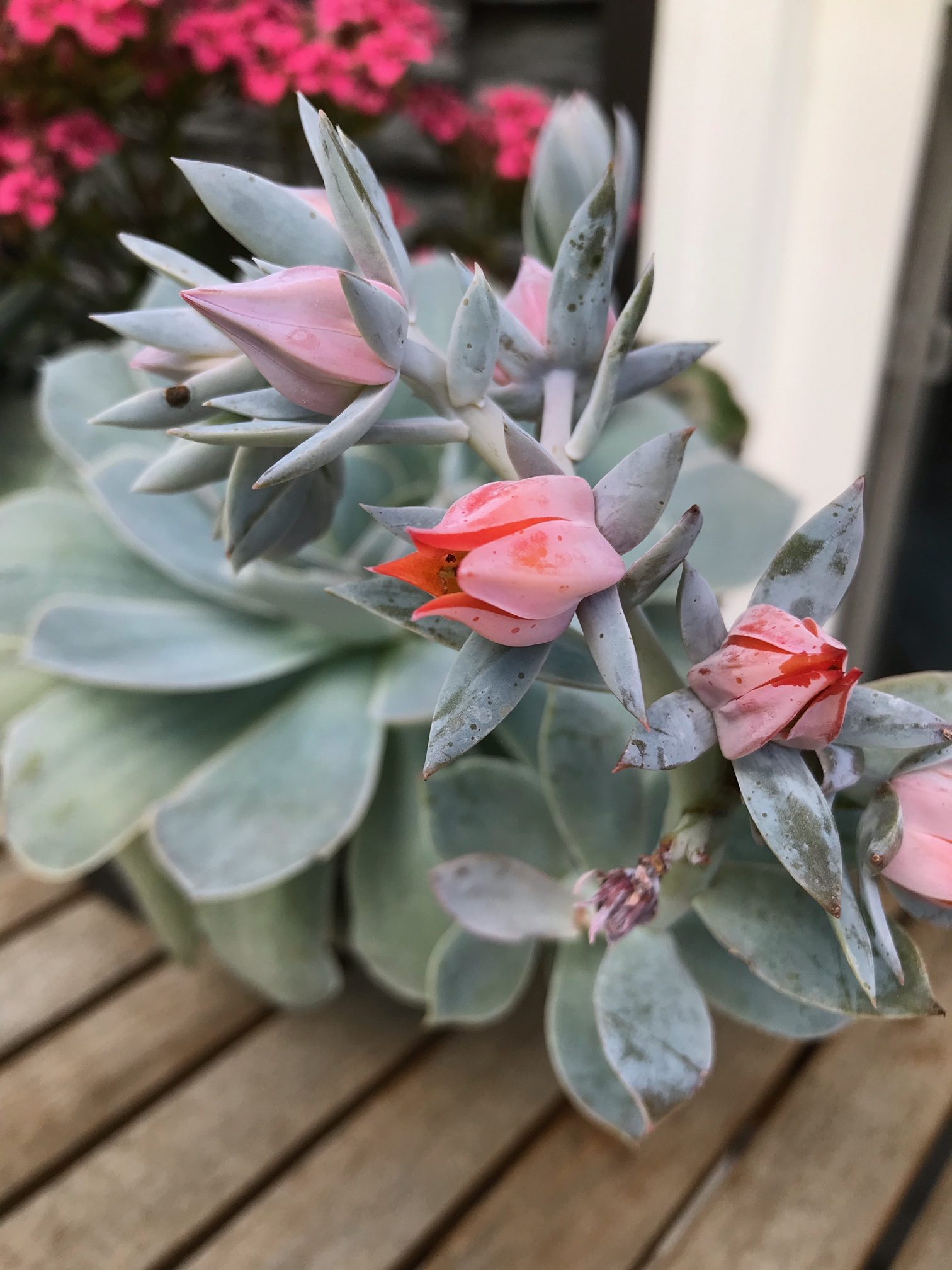 Blooming Succulent