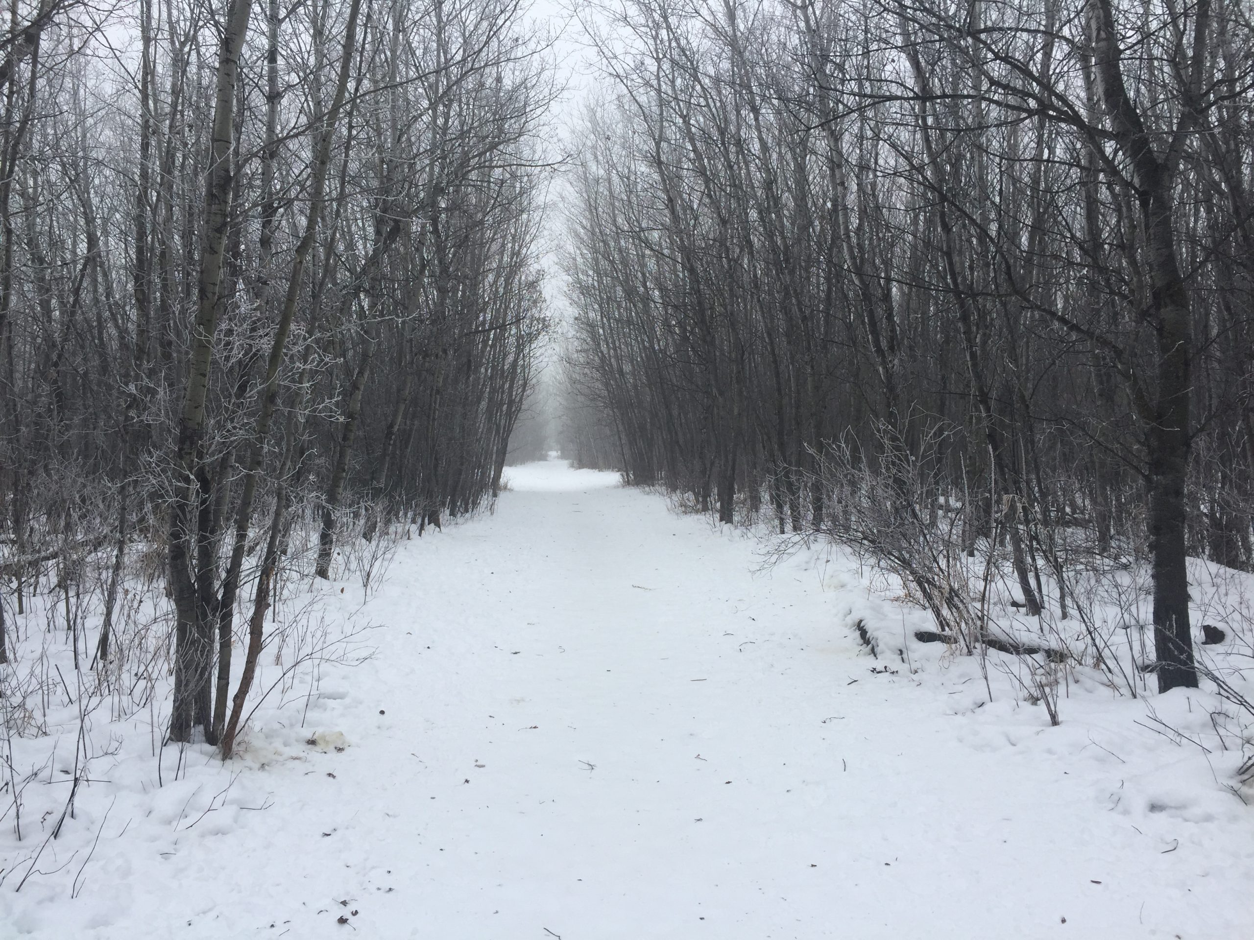 The Park on a Snowy Day